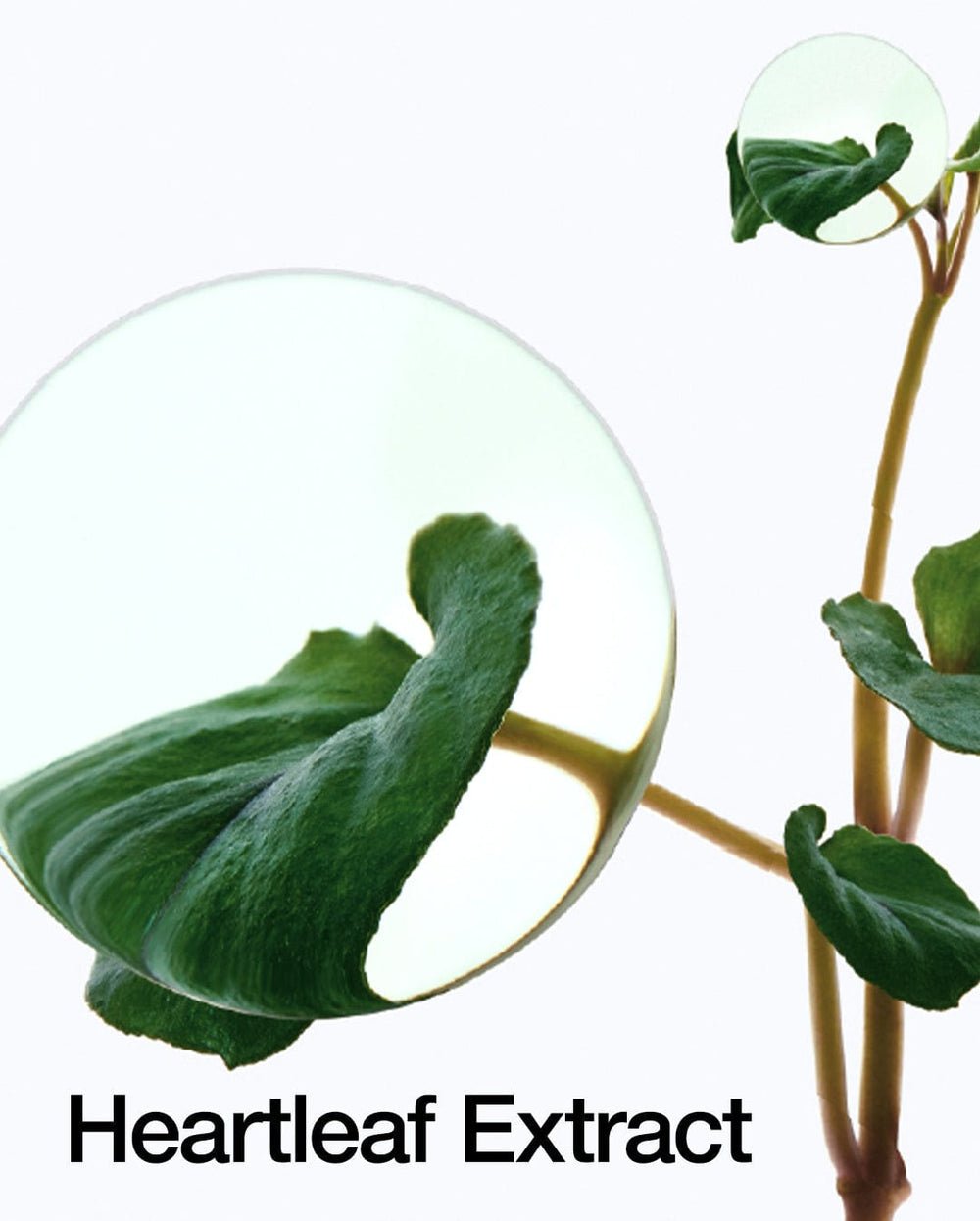 Anua Heartleaf Pore Control Cleansing Oil - OVERRATED