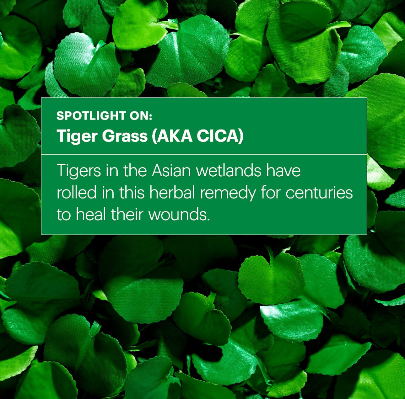 DR. JART CICAPAIR™ TIGER GRASS COLOR CORRECTING TREATMENT SPF30